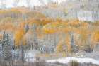 USA, Colorado, Gunnison National Forest. Snow-covered forest in autumn. Art Print